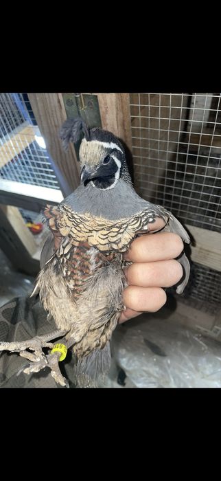Prepelite californiene