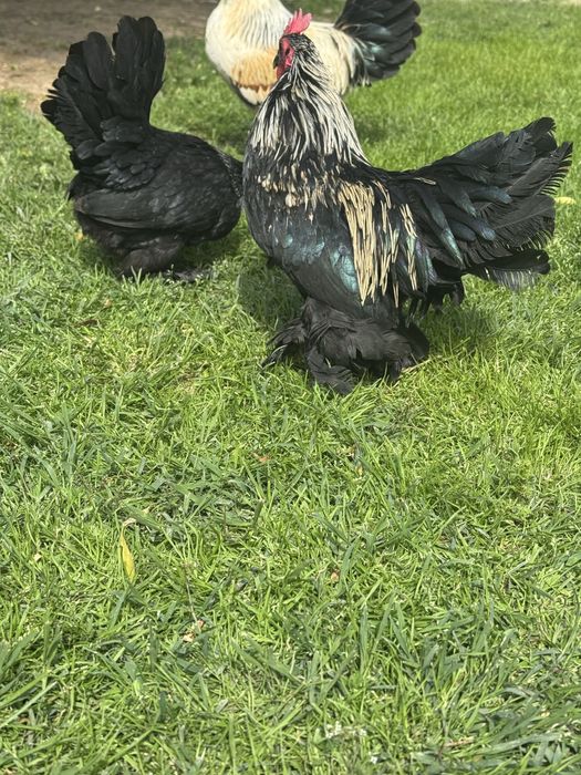 Mii de flori negru cu gat argintiu si auriu