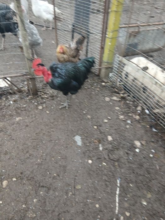 Cocosi gat golas de Transilvania