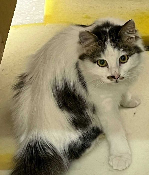 В добрые руки отдадим , пушистого котика, забирать с Чилонзара