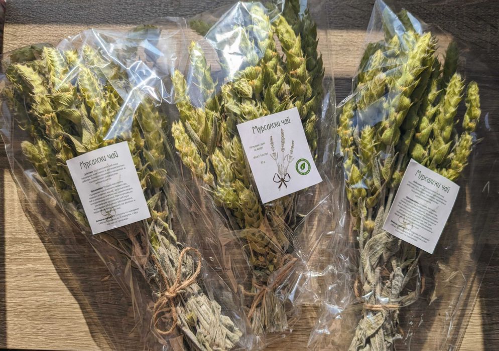 Мурсалски чай. Sideritis scardica