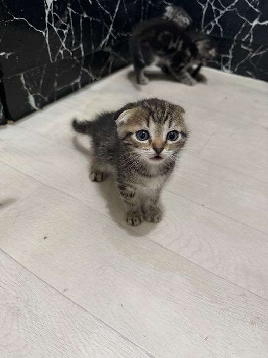 Шотланскийе котята