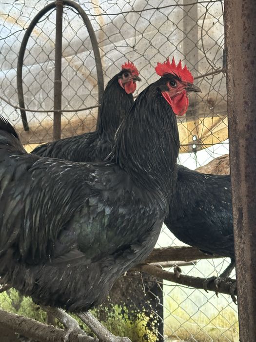 Cocosi austrolop si rate romanesti 8 luni