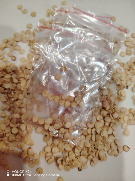 Продам семена перца