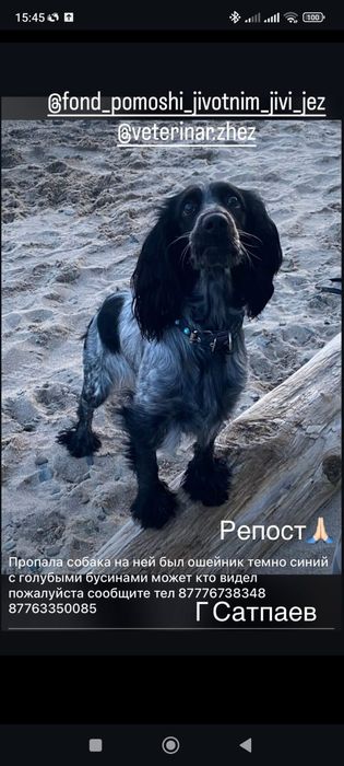 Пропала собака в Сатпаеве