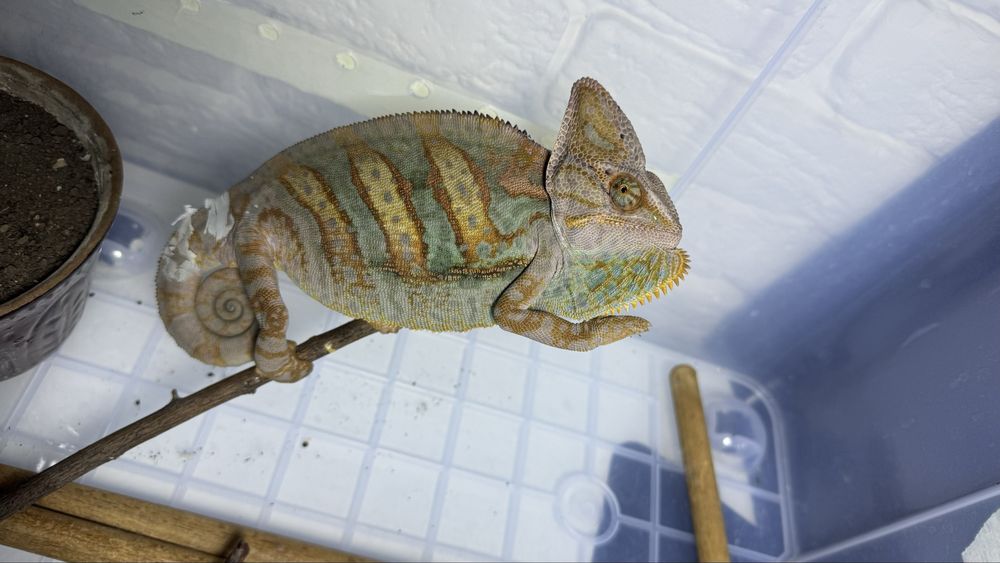 Йеменский хамелеон