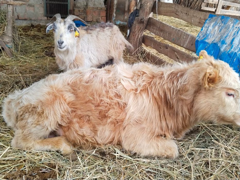 Вынужденый забой крс