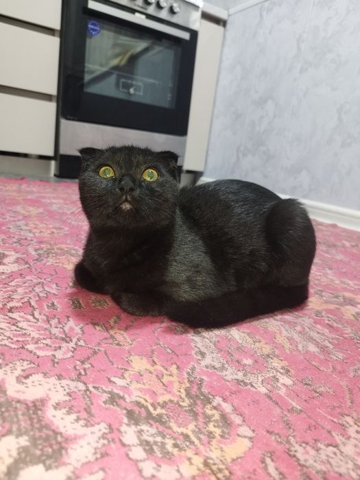 Yalangoch mashhurlarga qarash