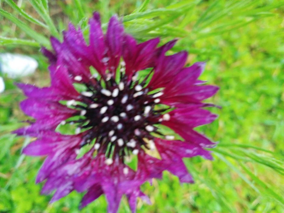 Садовые многолетние растения