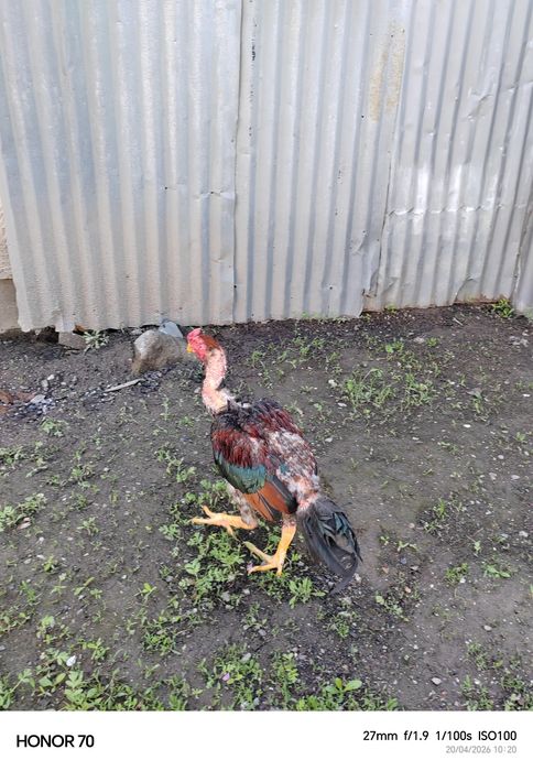 Дакан на продажу