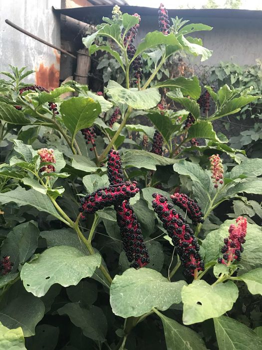 Лаконос Американский -семена