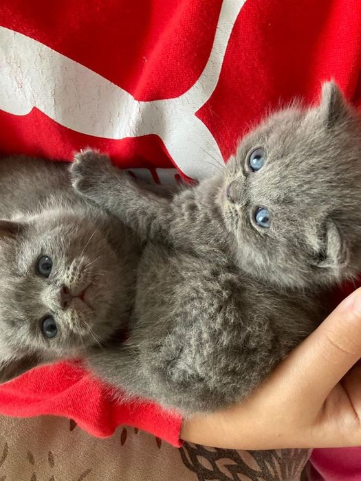 Британские котята