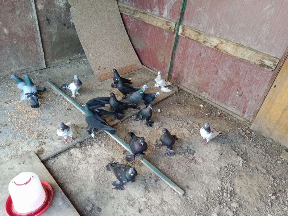 Продажа голубей Гульсар