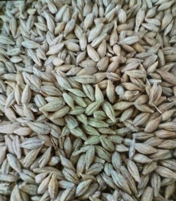 Ячмень ячмень ячмень