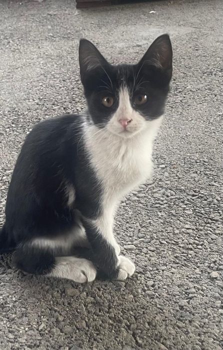 Котята в хорошие руки