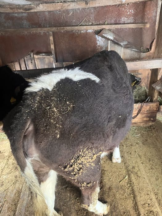 Продам тёлку на откорме