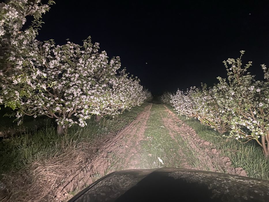 Сдам в арену яблоневый  сад