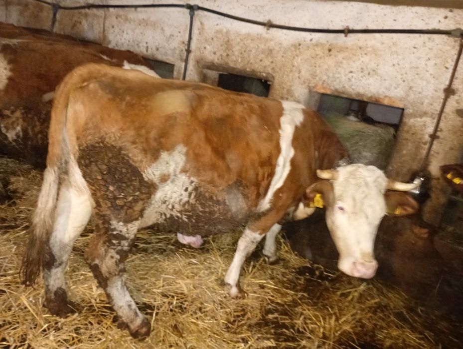 Vacă Bălțată Romaneasca