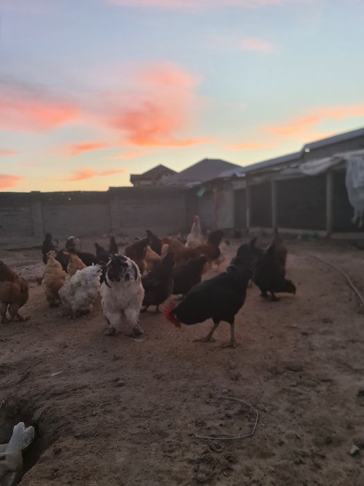 Қораздар жас ірі