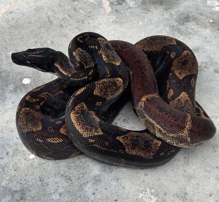 IMG удав императорский.