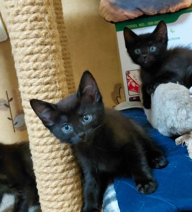 Отдам котёнка в добрые руки