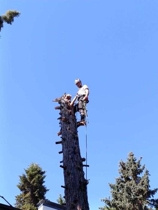 Кастрене и премахване на опасни и високи дървета в Пазарджик