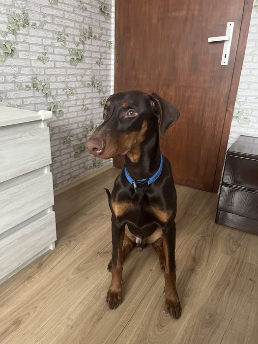 Чистокръвен кафяв доберман