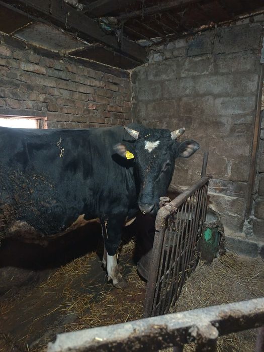 Продам быка 1 год 11 месяцев