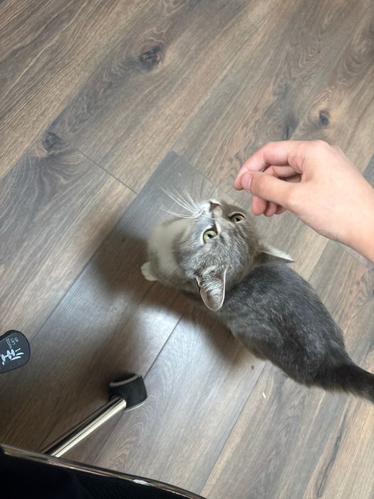 Отдам кошечку Виски