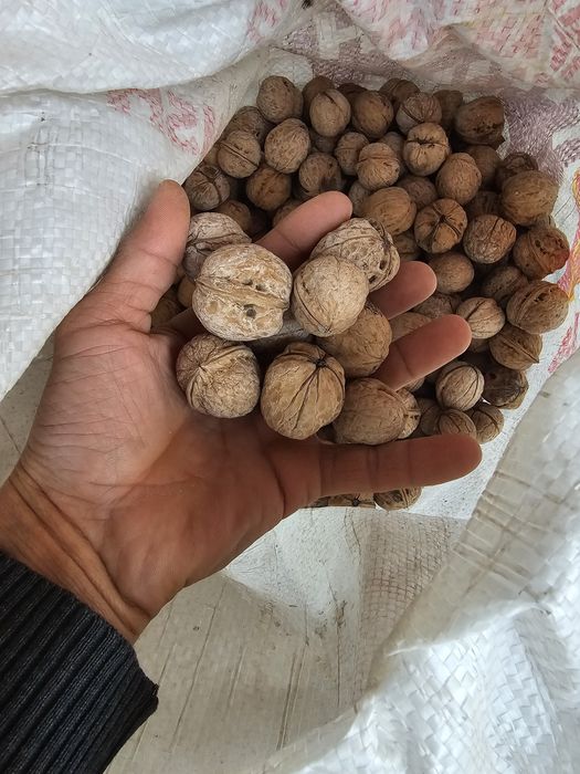 Орехи грекски домашное