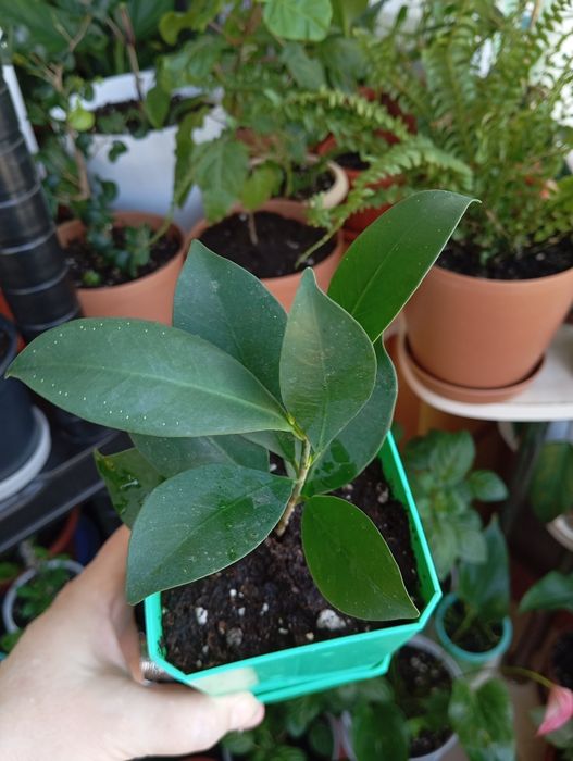 Комнатные растения продам