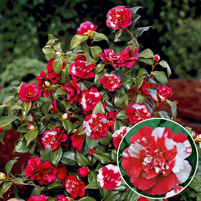Camelia Japonica