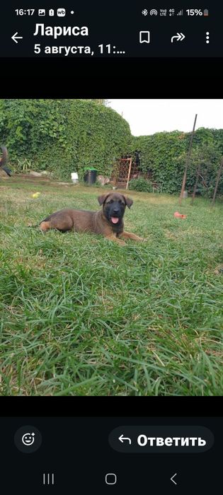 Продаются щенки бельгийской овчарки(малинуа)