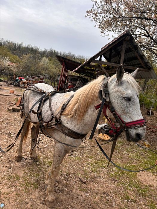 Armăsar de vânzare