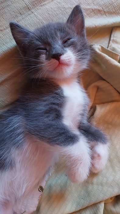 Очаровательнве домашние котята