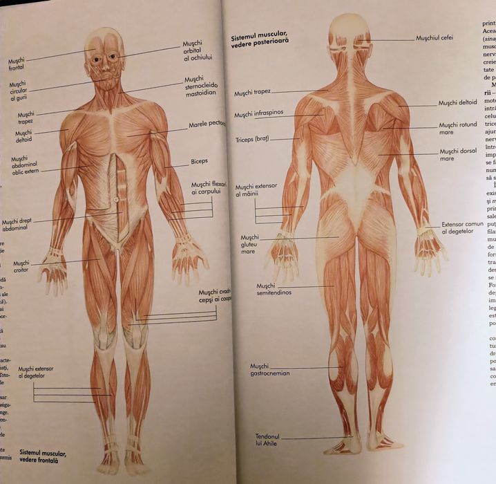 Masaj și la domiciliul clientului în Timișoara