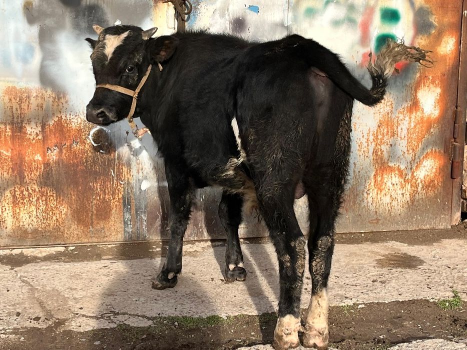 Семіз бұқа сатылады