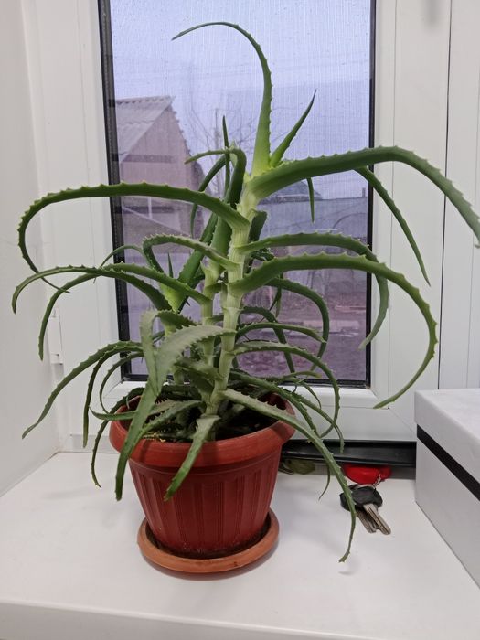 Алоэ сатылады,емдік,бөлмелік