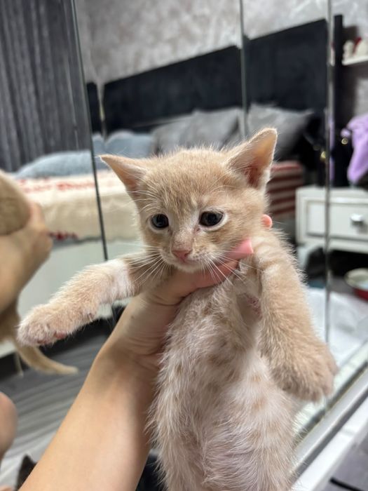 Отдам котят в добрые ручки