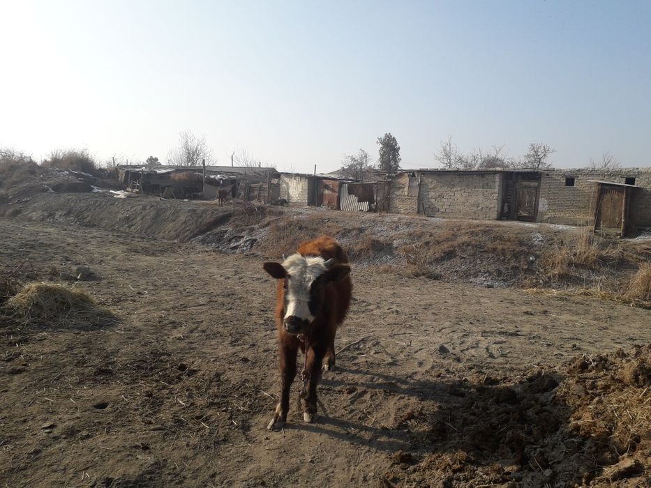 Букача сотилади 4200. сум