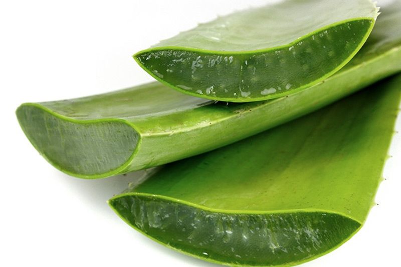 Алое вера гүлдері