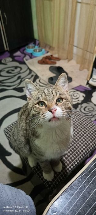 Пропал кот, ориентир Ул. Гагарина 71 чуть дальше азиз базара.
