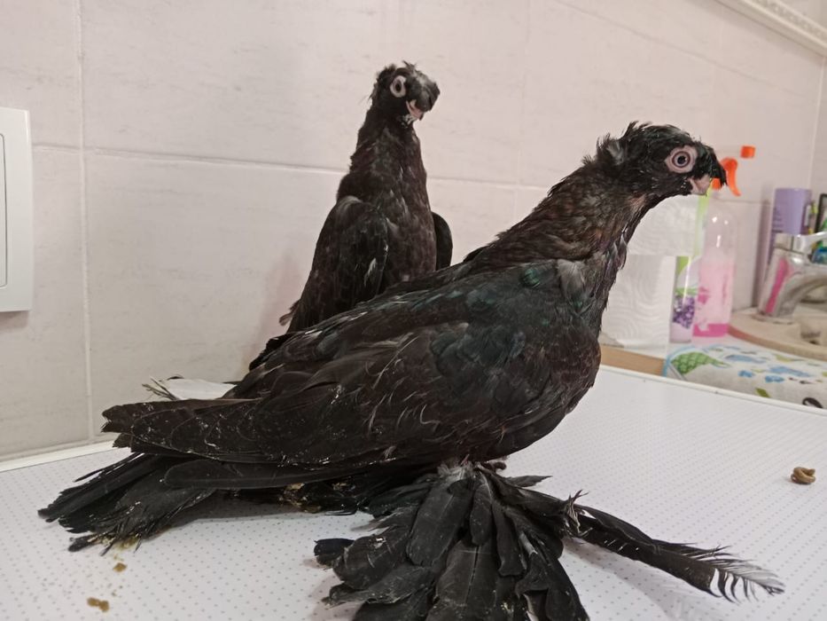 Продам   голубей