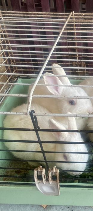 Vând iepuri cap de leu