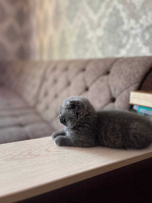 Mushukcha (British Shorthair)