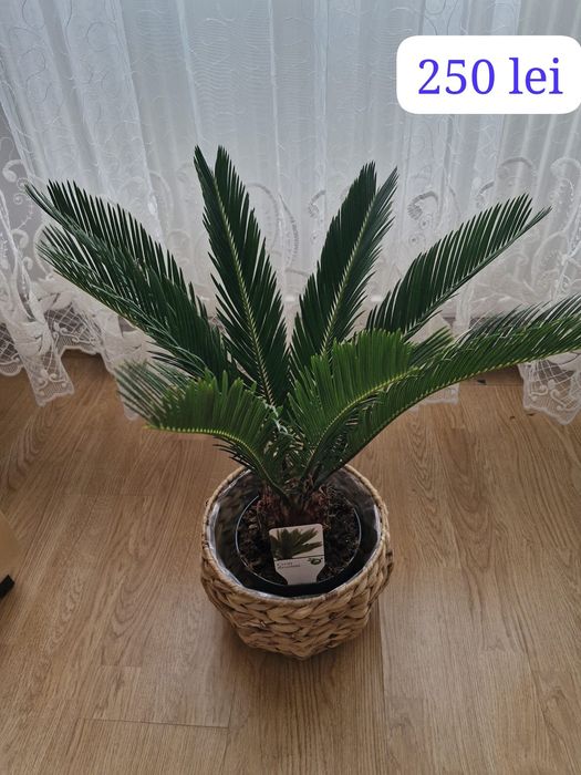Flori de apararament