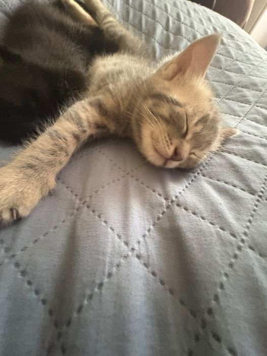 Продам котят котик и кошечка