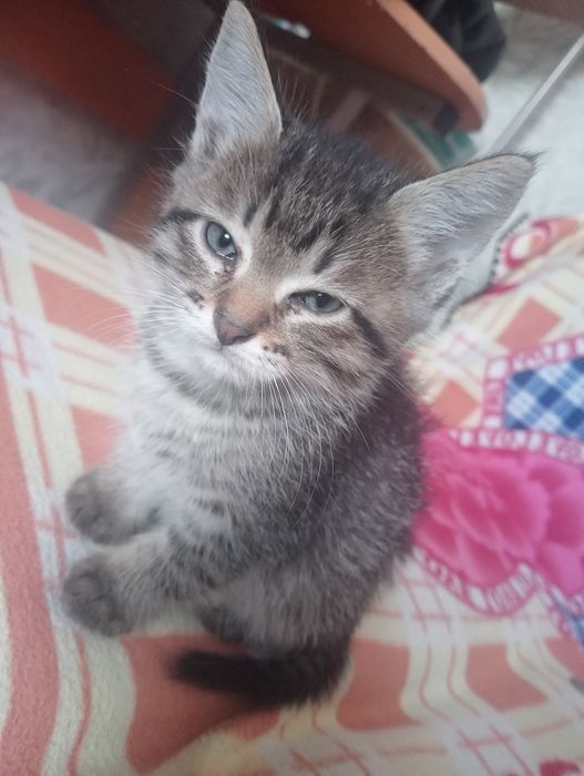 Отдам котят в добрые руки
