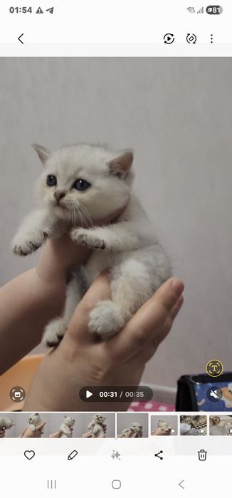 Зоттор чиройли мушукчалар