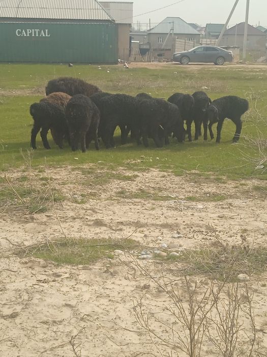 Козылар сатылады козы кой